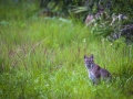 Bobcat